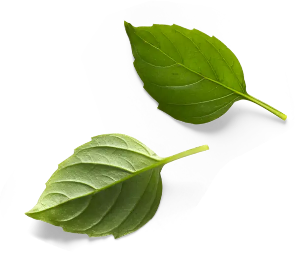 Leaf